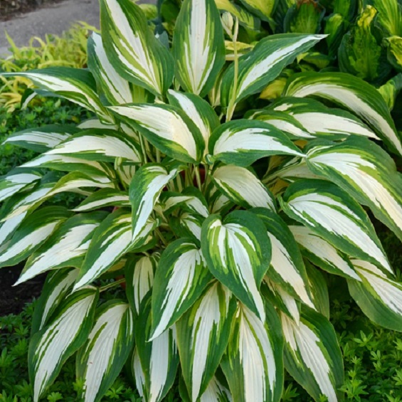 Plantain Lily Hosta